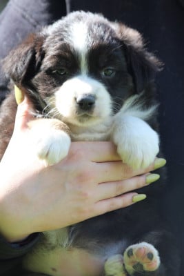 Les chiots de Berger Australien