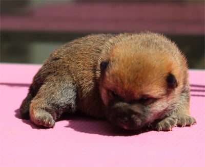 Les chiots de Shiba