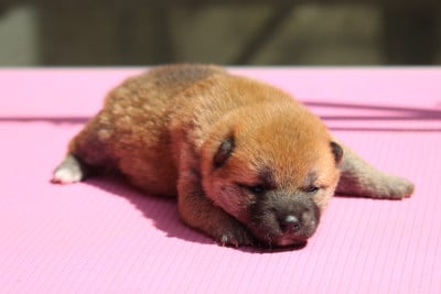 Les chiots de Shiba