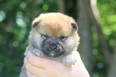 Les chiots de Shiba