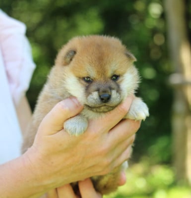 Les chiots de Shiba