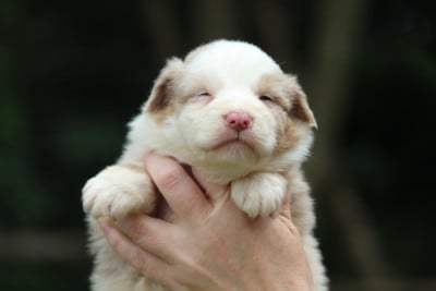 Les chiots de Berger Australien