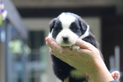 Les chiots de Berger Australien