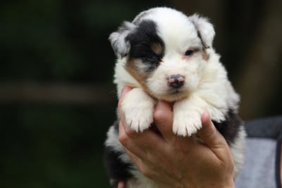 Les chiots de Berger Australien