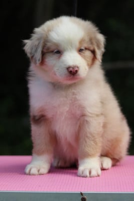 Les chiots de Berger Australien