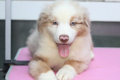Les chiots de Berger Australien