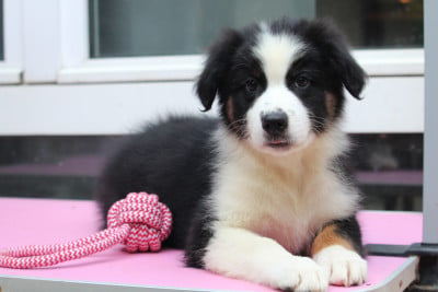 Les chiots de Berger Australien