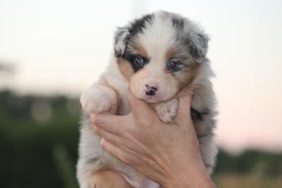 Les chiots de Berger Australien