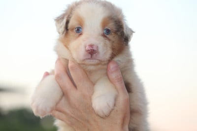 Les chiots de Berger Australien