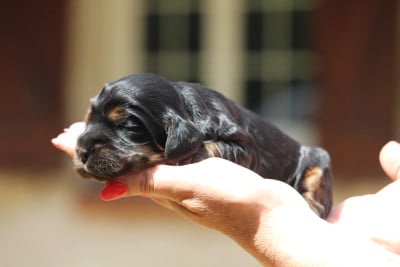 Les chiots de Cocker Spaniel Anglais