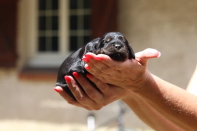 Les chiots de Cocker Spaniel Anglais