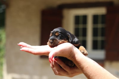 Les chiots de Cocker Spaniel Anglais