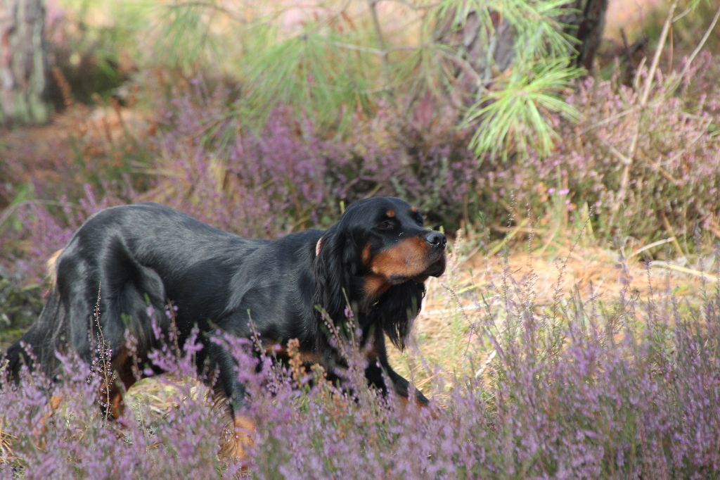 TR. CH. M' black mamba du clos du cornouiller - 3éme EXC