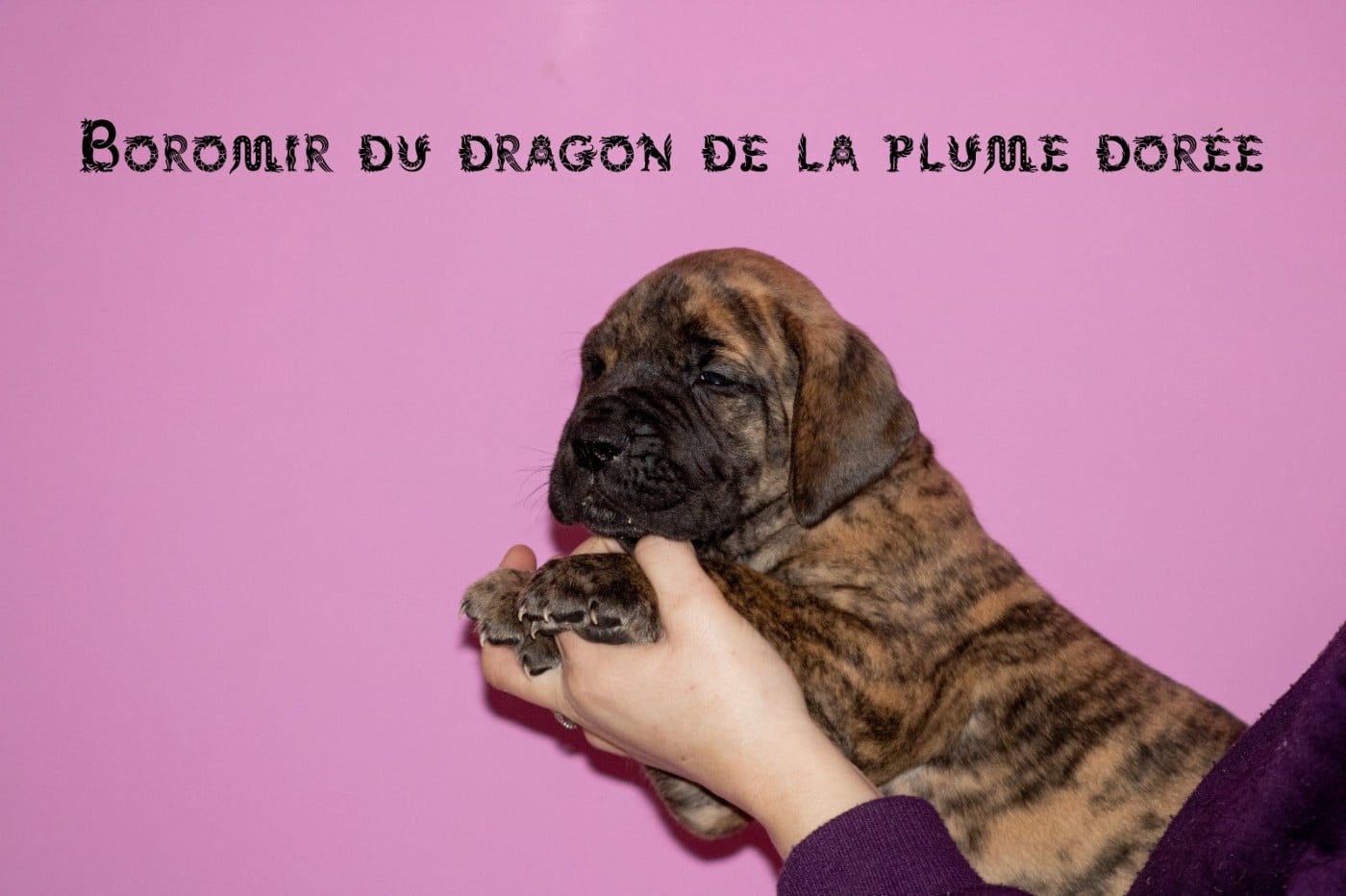 BOROMIR