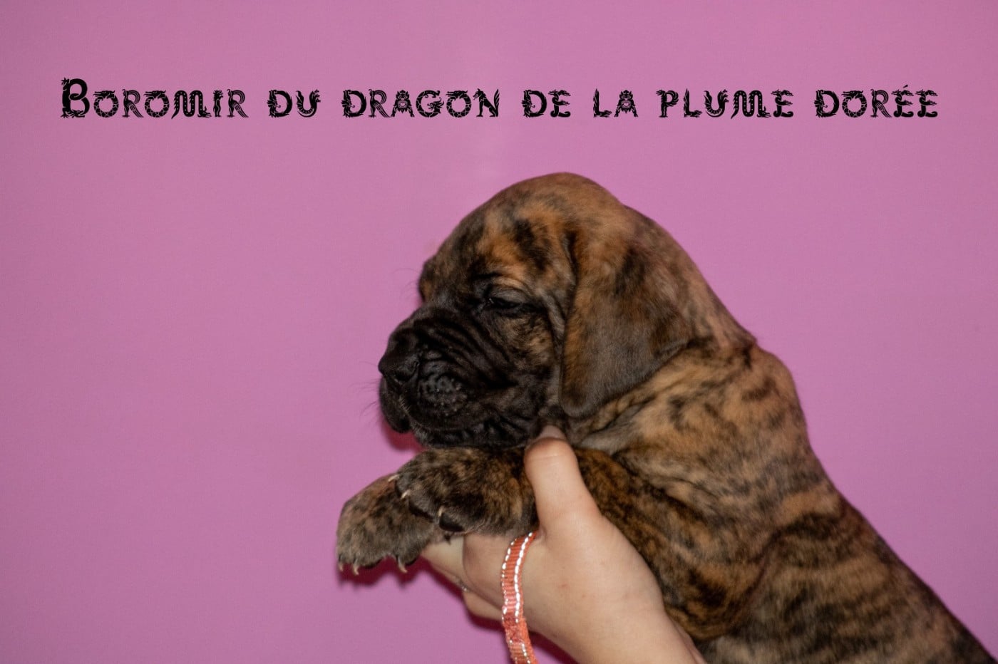 BOROMIR