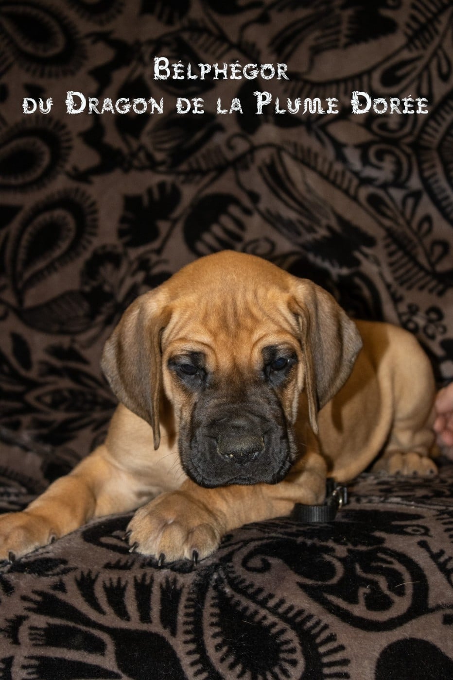 BELPHEGOR