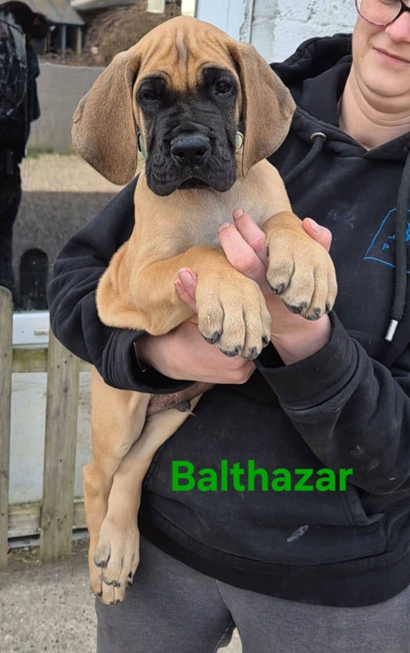 BALTHAZAR