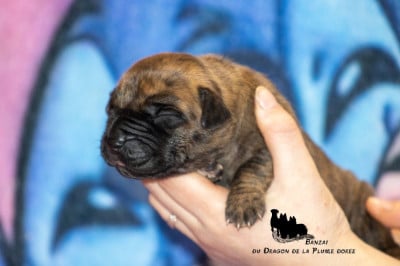 Les chiots de Dogue allemand