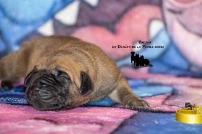 Les chiots de Dogue allemand