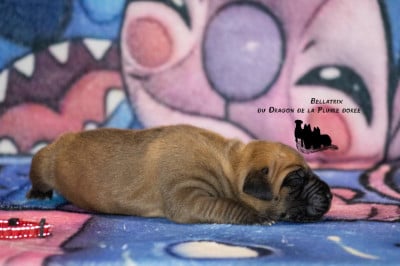 Les chiots de Dogue allemand