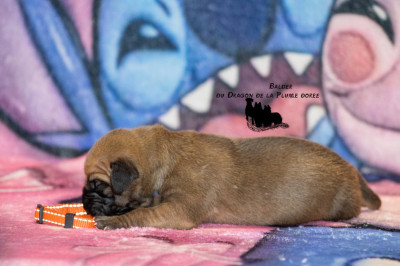 Les chiots de Dogue allemand