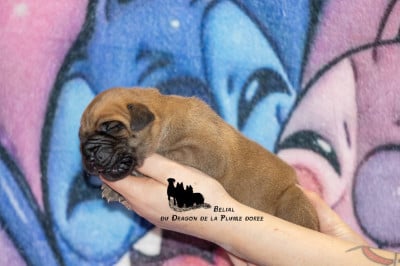 Les chiots de Dogue allemand