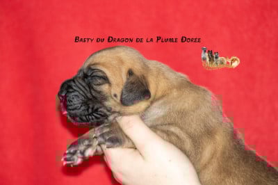 Les chiots de Dogue allemand