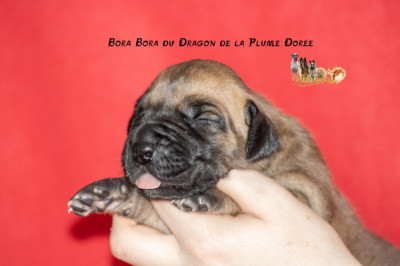 Les chiots de Dogue allemand