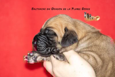Les chiots de Dogue allemand