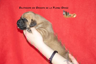 Les chiots de Dogue allemand