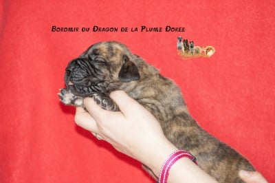Les chiots de Dogue allemand