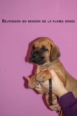 Les chiots de Dogue allemand