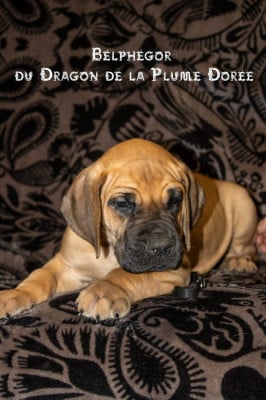 Les chiots de Dogue allemand