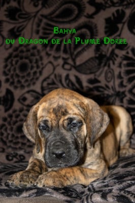 Les chiots de Dogue allemand