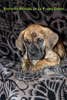 Les chiots de Dogue allemand