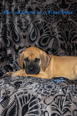 Les chiots de Dogue allemand