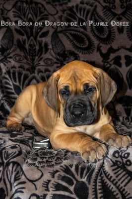 Les chiots de Dogue allemand