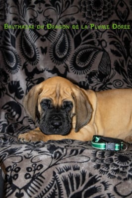 Les chiots de Dogue allemand