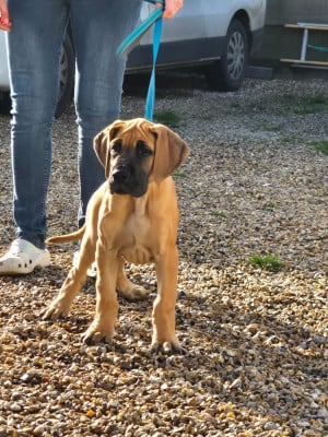 Les chiots de Dogue allemand