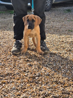 Les chiots de Dogue allemand