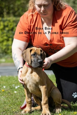 Les chiots de Dogue allemand