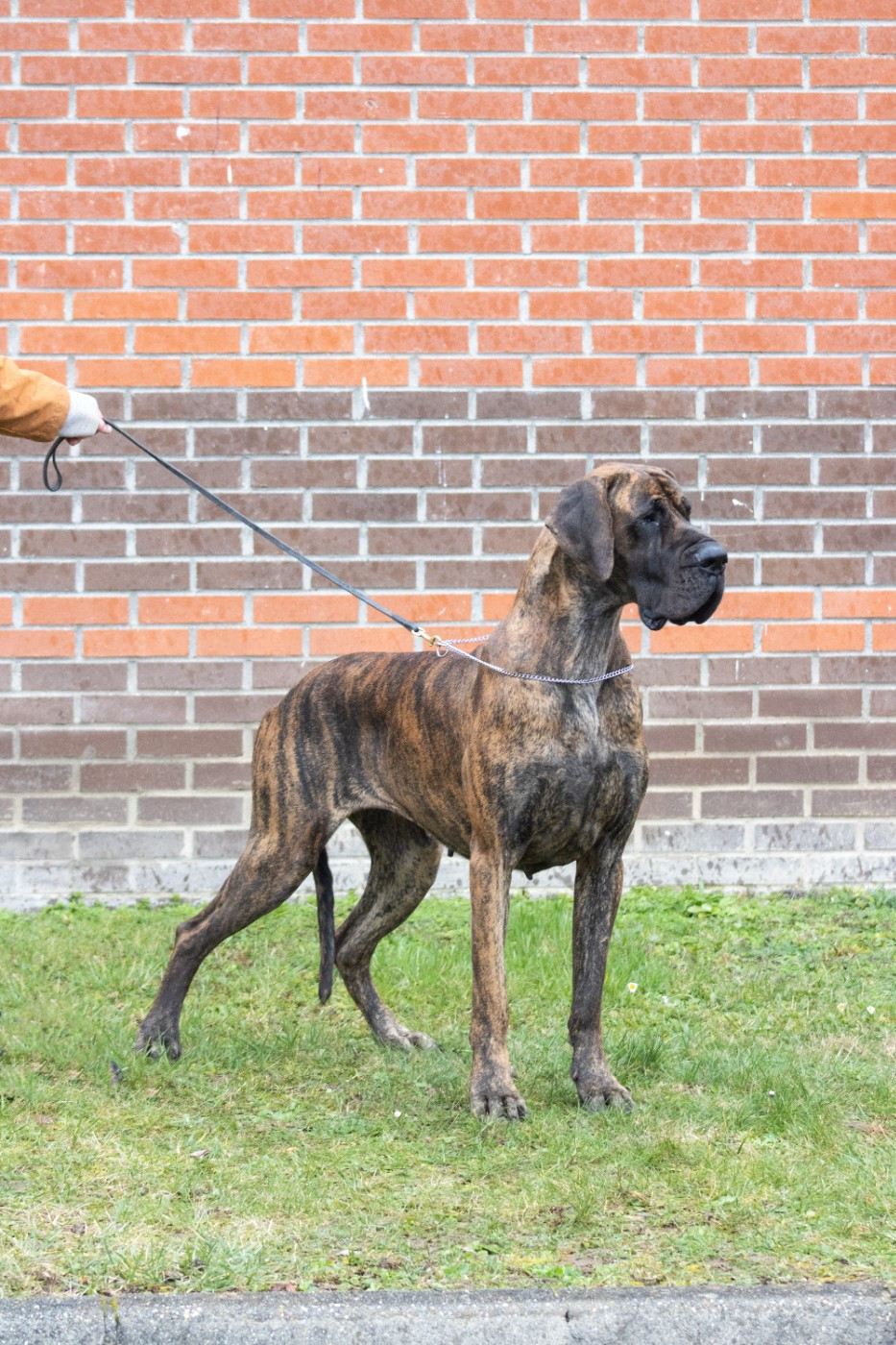 CH. Taïga Du Val De Celle - 1er ecxellent, CACS