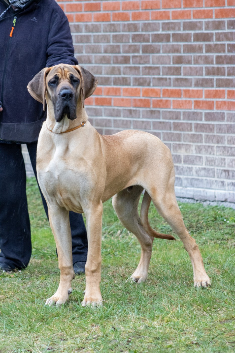 Arthas Du Dragon De La Plume Dorée - 1er tres prometteur, Meilleur puppy