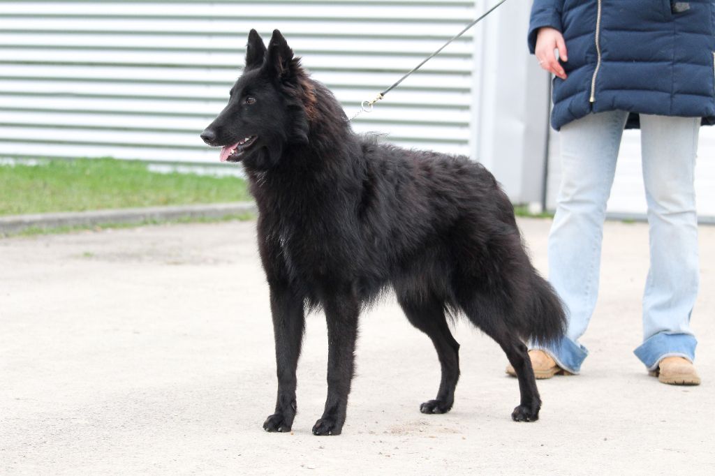 Taurenne du Domaine de Vauroux - 1er très prometteur meilleur puppy RH