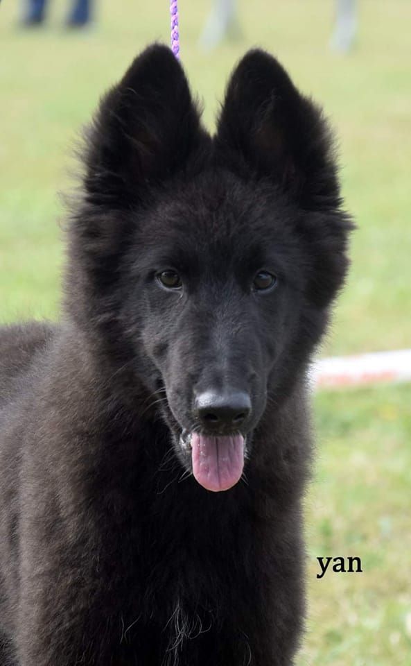 Taurenne du Domaine de Vauroux - très prometteur, Meilleur baby