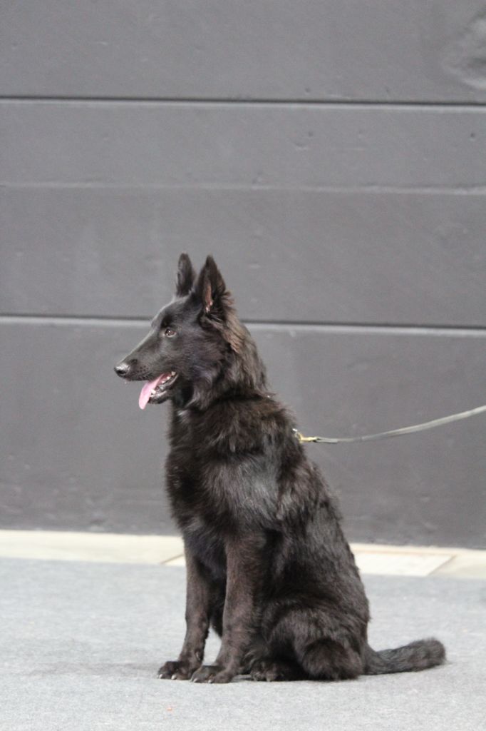 Taurenne du Domaine de Vauroux - très prometteur, Meilleur baby