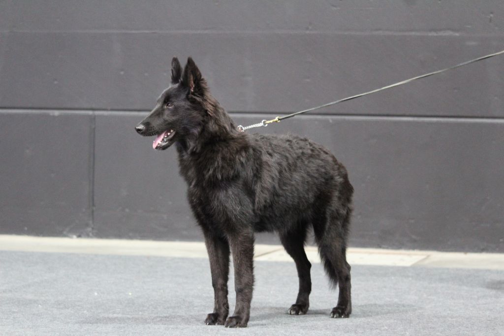 Taurenne du Domaine de Vauroux - très prometteur, Meilleur baby