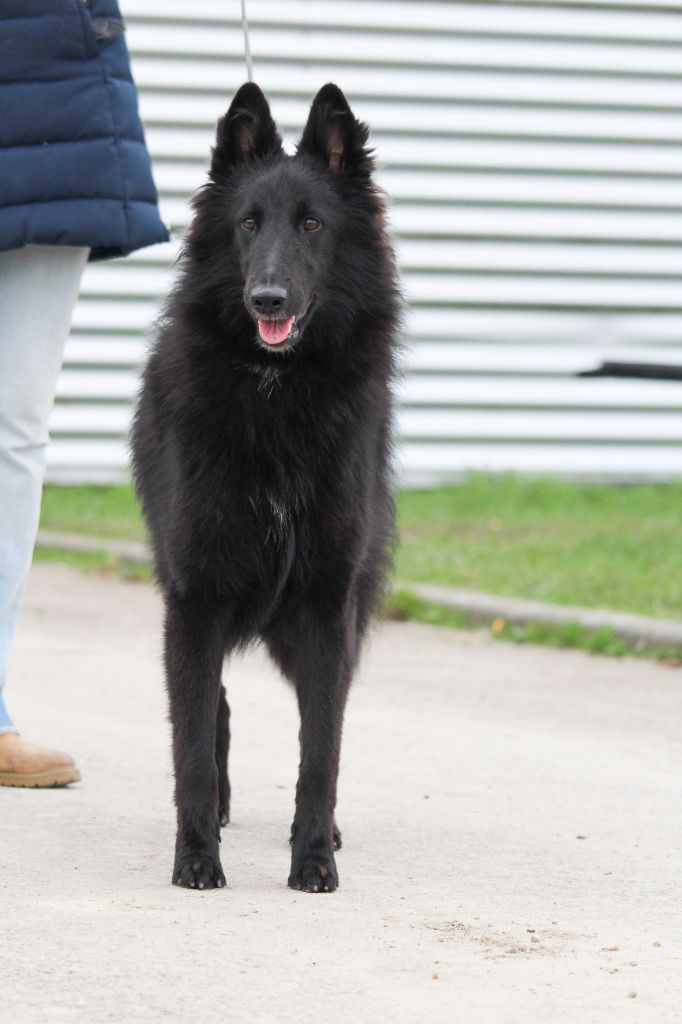 Taurenne du Domaine de Vauroux - 1er très prometteur meilleur puppy RH