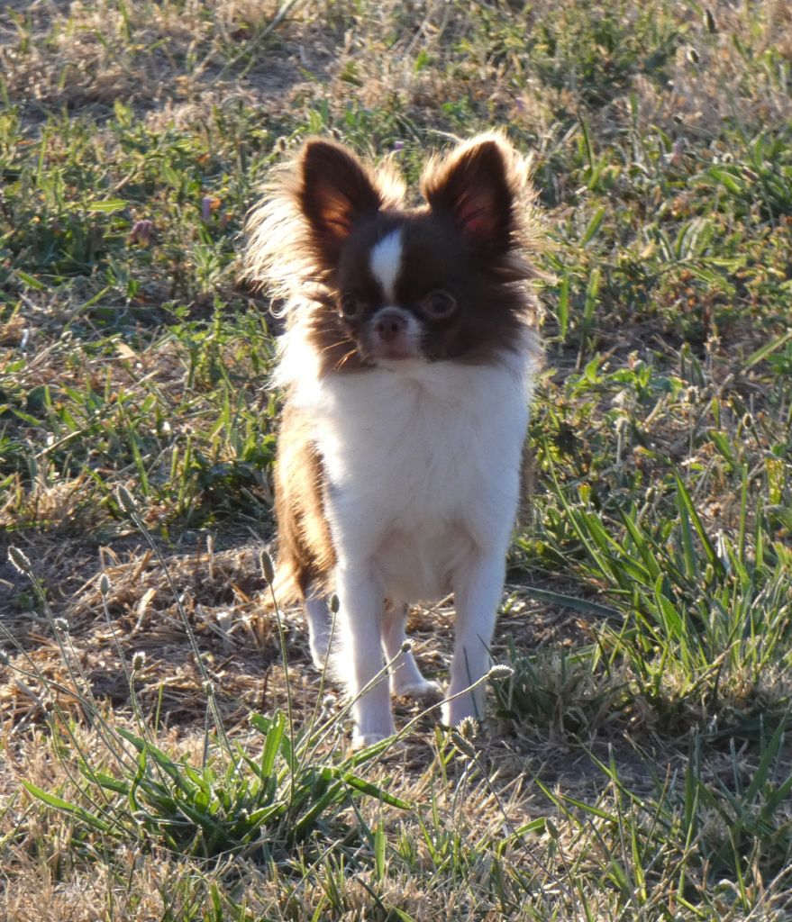 Publication : Des Minis Pepites