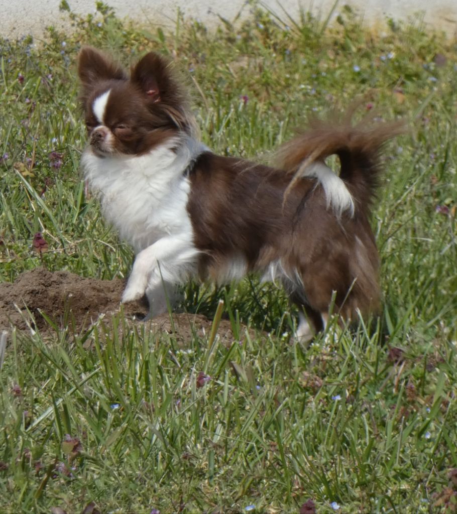 Publication : Des Minis Pepites